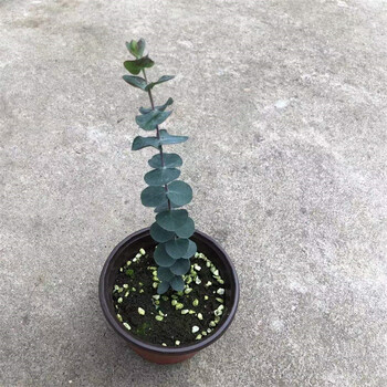 盆栽心叶桉尤加利苗网红植物室内好养殖绿植花卉 钱串尤加利小盆