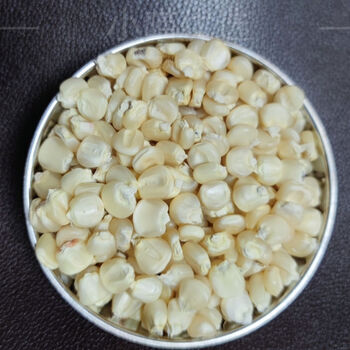 云舵70年代自留老品种玉米白马牙玉米粒传统农家笨玉米棒子苞米包谷子