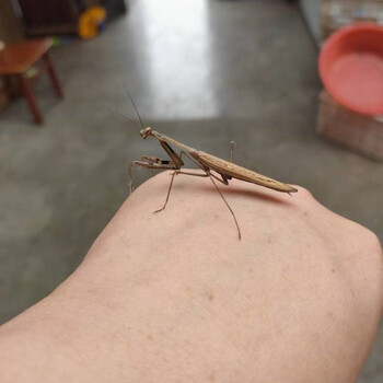 中华大刀螳螂广斧螳螂昆虫宠物活体好养易活送饲料不知名小螳螂成虫送