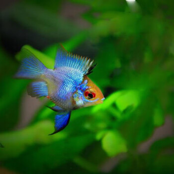 搭啵兔金波子阿凡达桃心长尾种鱼短鲷小型热带观赏鱼活体皮卡丘淡水