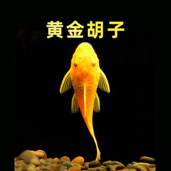 水财神(water richer)蓝眼大帆异形胡子皇冠直升机鱼红蜻蜓直升机除藻