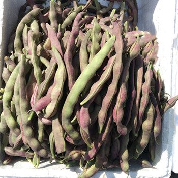 东北特产农家肥新鲜蔬菜大紫袍芸豆冻死鬼紫豆角1500g