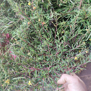 伟博消大小三阳肝退黄矮脚铁甲草软肝草益肝草新鲜500克嘉万滋补品