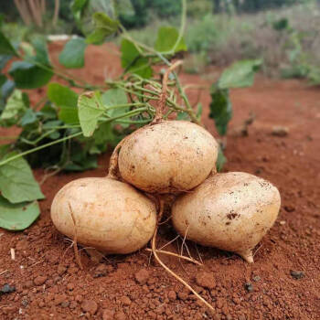 广西新鲜凉薯地瓜沙葛现挖地萝卜农家自种白地瓜土瓜应季水果9斤净重
