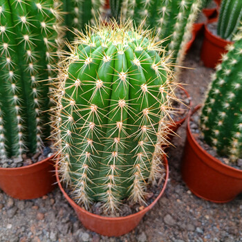 凤龙开大花多肉绿植物仙人球掌花卉盆栽 翠绿色 飞碟毛花柱高18cm左右