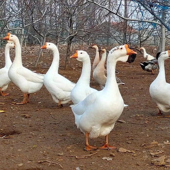 6-7斤 现杀大鹅 料包(仔鹅/头上无包)