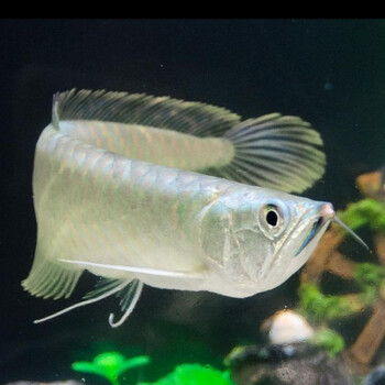 特惠 白子银龙鱼苗黄金河虎泰庞海鲢黑龙马拉莫小丑武士女王鱼银龙8 10cm1条 图片价格品牌报价 京东