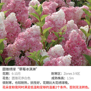 圆 圆锥绣球 草莓冰淇淋