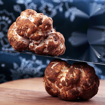 禾澹2022新鲜白松露菌成熟云南高黎贡山特产野生菌菇非意大利产2534cm