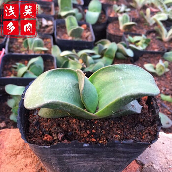 子宝多肉植物元宝花组合盆栽辐射绿植花卉肉肉植卧牛大元宝7cm方盆带盆栽好 图片价格品牌报价 京东