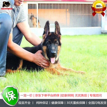 冠聪 纯种德国牧羊犬幼犬活体 警犬狼狗 牧羊犬活体狗 J缉毒犬弓背狼青锤系德牧 活体宠物狗狗活体狼狗警犬级公 图片价格品牌报价 京东