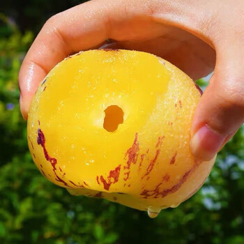 云南人参果新鲜水果批发精品人参果人参果批发人参果黄心黄果 1斤