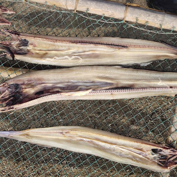 【鳗鱼片中段】鳗鱼片冷冻海鱼新鲜大海鳗鱼鳗鱼曼鱼片海鲜 淡干鳗鱼4