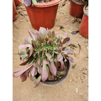 木质杆法师缀化法师系列多肉植物绿植花卉老桩缀化韶羞朵朵缀化邵羞