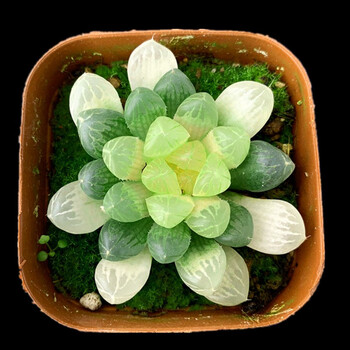 多肉植物新款玉露姬寿多肉大窗萌肉肉室内hp 琥珀玉露3-6cm 含盆