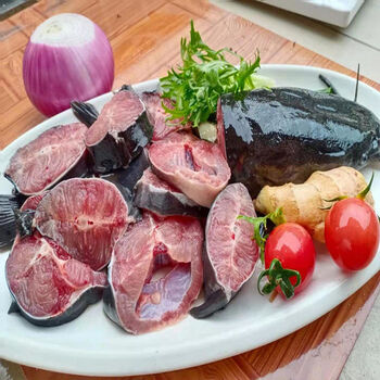 【顺丰冷运】鲜活鲶鱼大口鲶鱼胡子鲶鱼淡水鱼铁锅鲶鱼活体现杀 整条