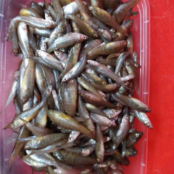 新鮮 小河魚小石魚綠豆嫩子魚麥穗魚雜魚1/2/3/4/5斤 大號約1根手指長