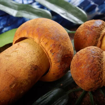 玉翔 新鲜野生黄牛肝菌云南当季时令山珍菌菇类煲汤火锅食材500g