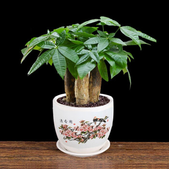 中梦发财树盆栽室内花卉小盆景植物花苗客厅花卉绿植d7发财树三颗清香