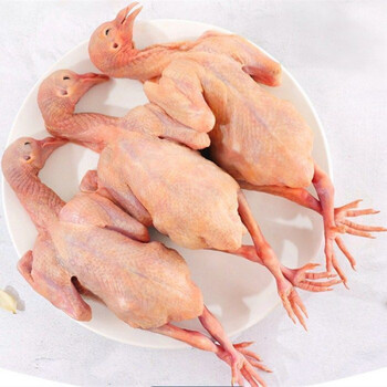 正宗散养鸽子土鸽乳鸽农家老鸽子活体现杀鸽子肉新鲜真空装广纳力驰