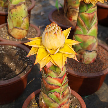 clcey地涌金莲千瓣佛陀花大型花卉绿植带盆发货庭院景观花云南产地发