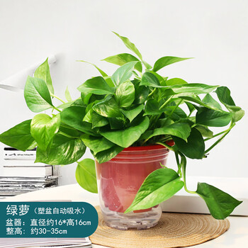 180#红盆自吸盆绿萝(精品) 带盆栽好