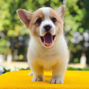 【30天保障】柯基幼犬活体宠物狗狗活体威尔士柯基犬幼崽 宠物级双色