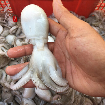 野生海捕生八爪鱼长腿小章鱼腿须海鲜八带鱼寿司500g网红爆头