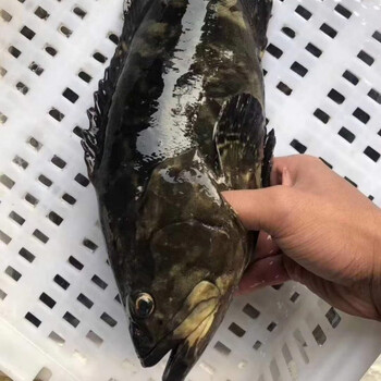 海捕野生龙纹斑老虎斑龙胆石斑鱼东山岛产地直发带鱼鲅鱼海鲜批发鲜木