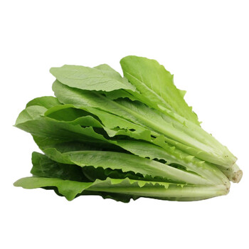 新鲜马生菜500g*斤 500g