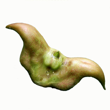 现货洪湖菱角新鲜嫩菱角现摘青红菱角凌棱角 水果 2斤