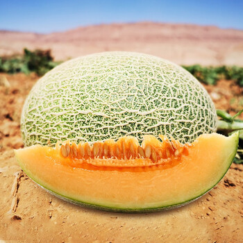 寻味君 新疆哈密瓜 脆甜西州蜜瓜网纹瓜 新鲜水果 超值装5斤