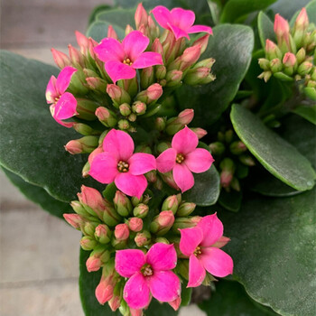 长寿花盆栽花苗进口重瓣巴黎大花品种桌面室内老桩带花发货 稀有单瓣