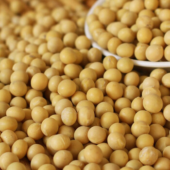 恬女神黄豆农家自种大粒黄豆5斤散称豆浆专用豆原料新货大豆