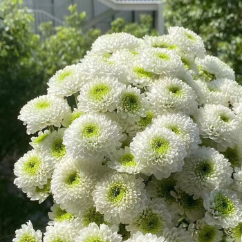 花珊珊【顺丰冷链】精品a级小菊科隆香水三文鱼绿森林鲜花昆明基地