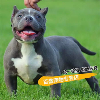 北京犬舍恶霸犬幼犬纯种活体出售极端口袋体恶霸犬宠物狗狗aaa级