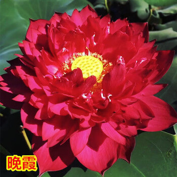 晗畅 池塘荷花藕种大型观赏荷花苗种藕根茎 莲花盆栽荷藕苗莲藕 3号[4