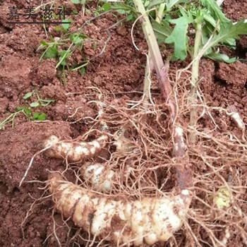 伟博螺丝果地笋种苗虫草参地参盆栽露天栽培繁殖快易成活好管理地笋苗10个根芽 图片价格品牌报价 京东