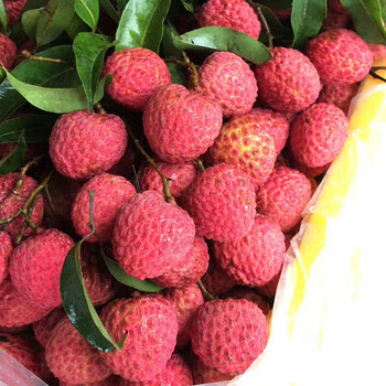 现货 广州从化荔枝新鲜桂味小核荔枝现发纯甜多汁生鲜 2000g 实惠装