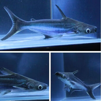 秋颖淡水鲨鱼蓝鲨观赏鱼苗虎鲨水族宠物热带鱼大白中大型凶猛活体鱼