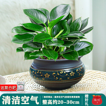 大叶绿公主金钻盆栽水培花卉植物室内客厅绿植大型万年青四季好养清洁