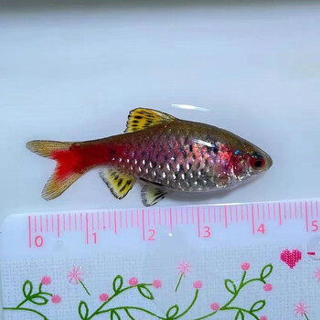 天弗原生冷水鱼小型群游钻石彩虹鲫鲤鱊淡水热带不加温观赏鱼火山鳑鲏