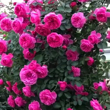 天狼月季 紅色龍沙寶石 多季病濃香勤花庭院花園地栽爬藤植物花 粉