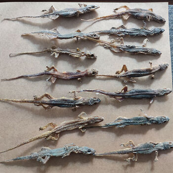正宗中药材壁虎干国产整条壁虎干守宫干天龙干壁虎粉爬墙虫干货中药材