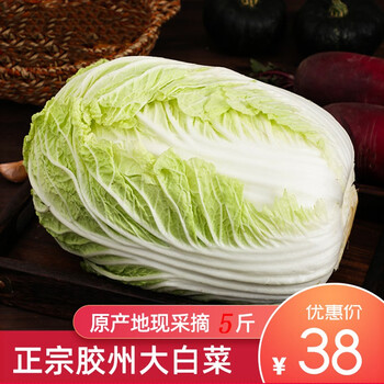 芒司令正宗胶东大白菜 山东特产胶白新鲜叶嫩帮脆蔬菜胶州新鲜大白菜