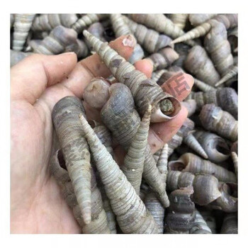 新鲜钉螺连云港钉螺贝类海鲜海瓜子螺丝贝壳类生鲜田螺鲜海螺 带尾