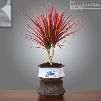 七彩铁植物千年木盆栽幸运木办公室绿植室内好养盆景水培花卉tt8
