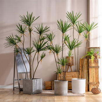 麦基乐植木仿真绿植盆栽异形龙血树室内客厅直播间装饰假花树植物摆设