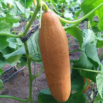 源外园东北老黄瓜新鲜蔬菜黑土地特产农家黄色麻皮黄瓜当季整箱黄皮