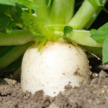 壽禾白蘿蔔種子大羅卜種菜子家庭種植春夏秋四季播種蔬菜種籽陽臺盆栽